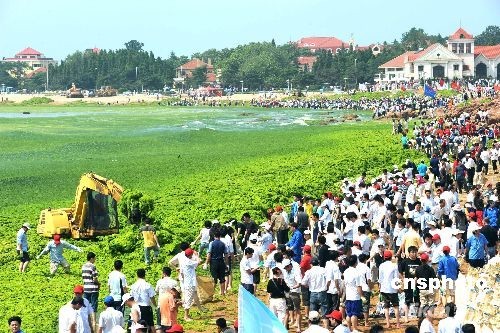 青島近海海域出現大量綠藻 青島近海海域出現大量綠藻